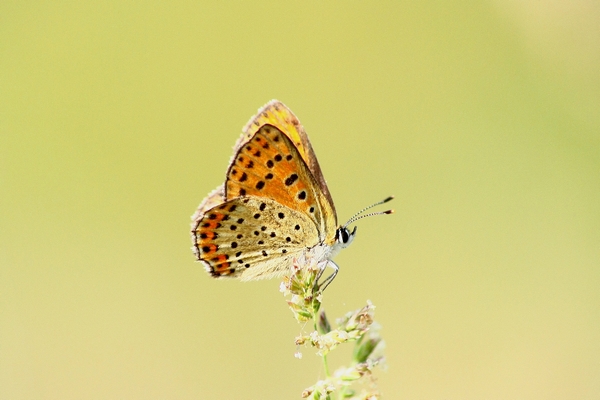 Lycaena alciphron (No) , tytirus o...thersamon???